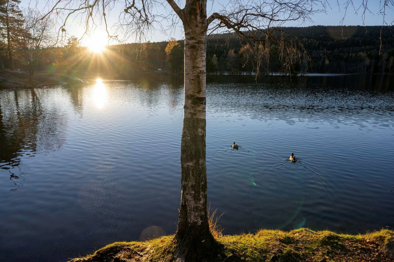 Low evening sun over Sognsvann in Nordmarka